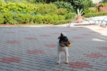 Hundeurlaub mit Herrchen in Ungarn